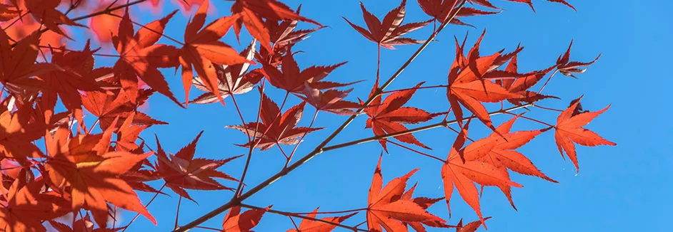 Rote Ahornblätter vor blauem Himmel